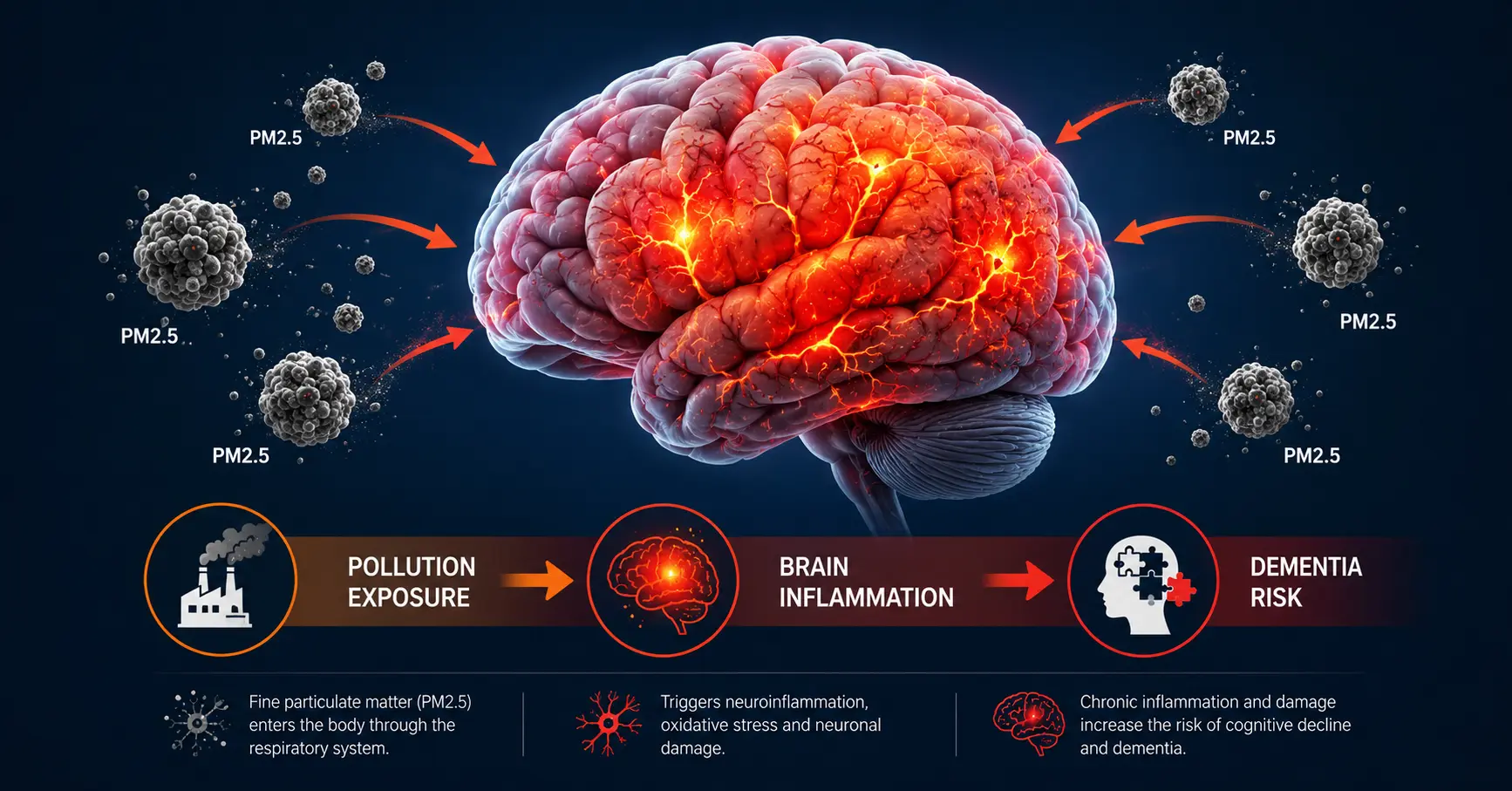 Infographic showing how repeated PM2.5 air pollution exposure causes brain inflammation that leads to increased dementia and Alzheimer's risk