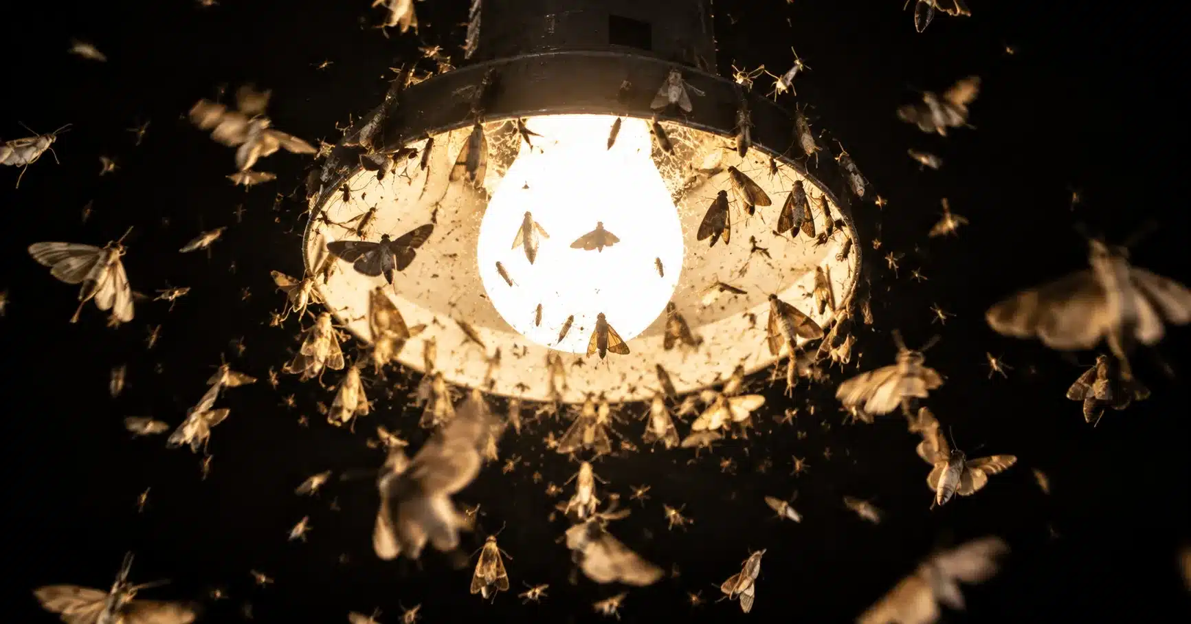 Moths and insects swarming densely around a bright lamp at night