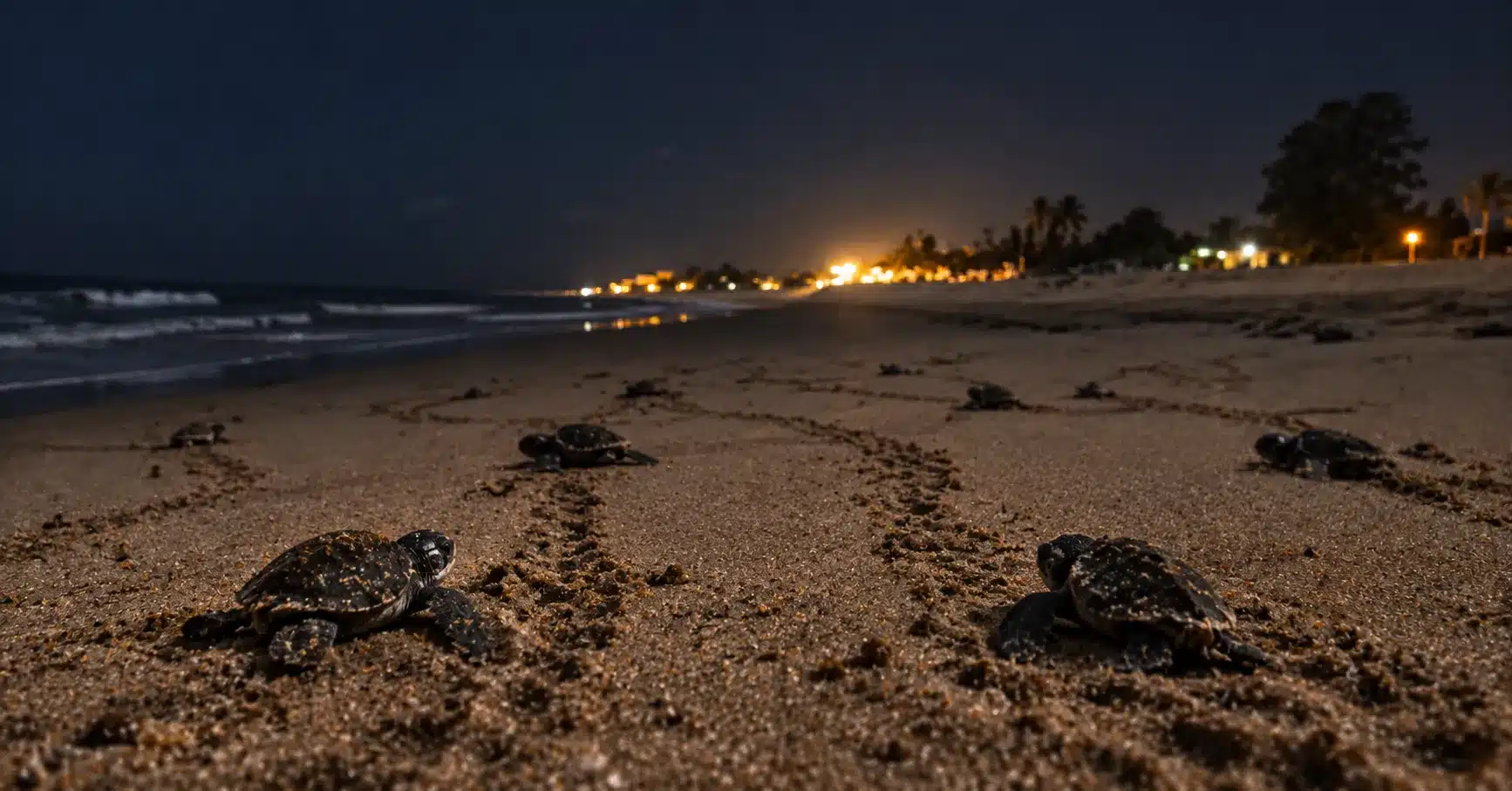 Sea turtle hatchlings crawling toward artificial light inland instead of the ocean