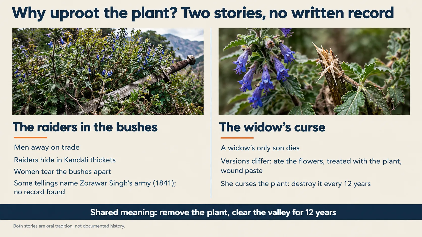 Two oral traditions explaining why the Kandali plant is uprooted every 12 years in Uttarakhand