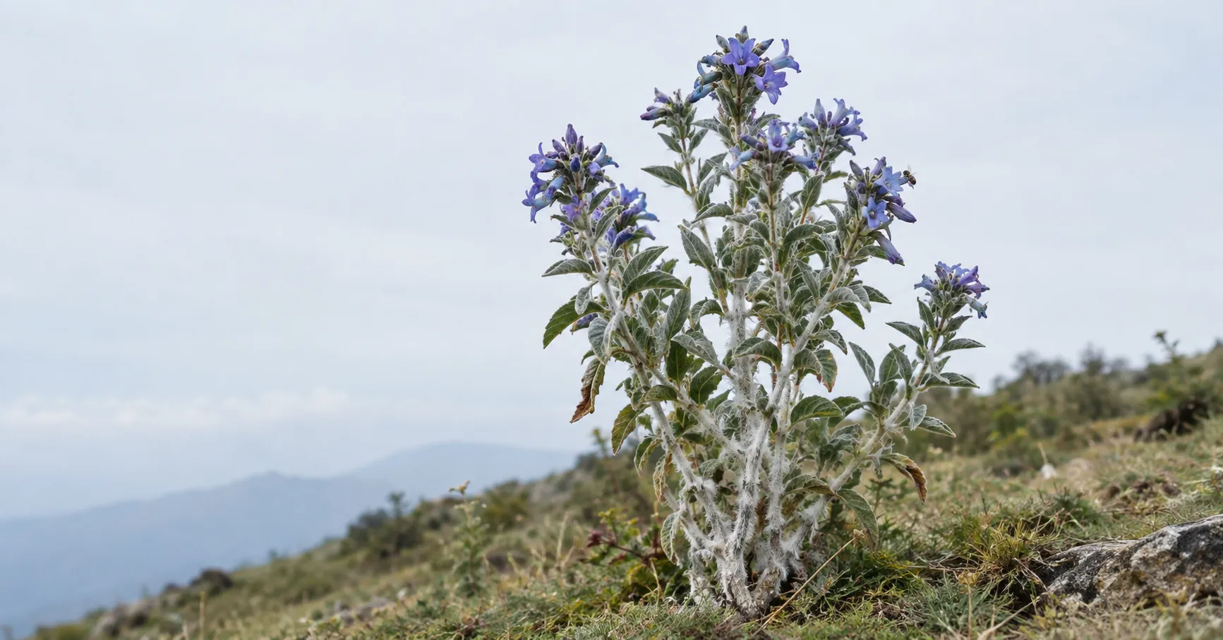 Kandali shrub with blue-violet funnel flowers and white woolly lower stems, labelled with height and bloom season