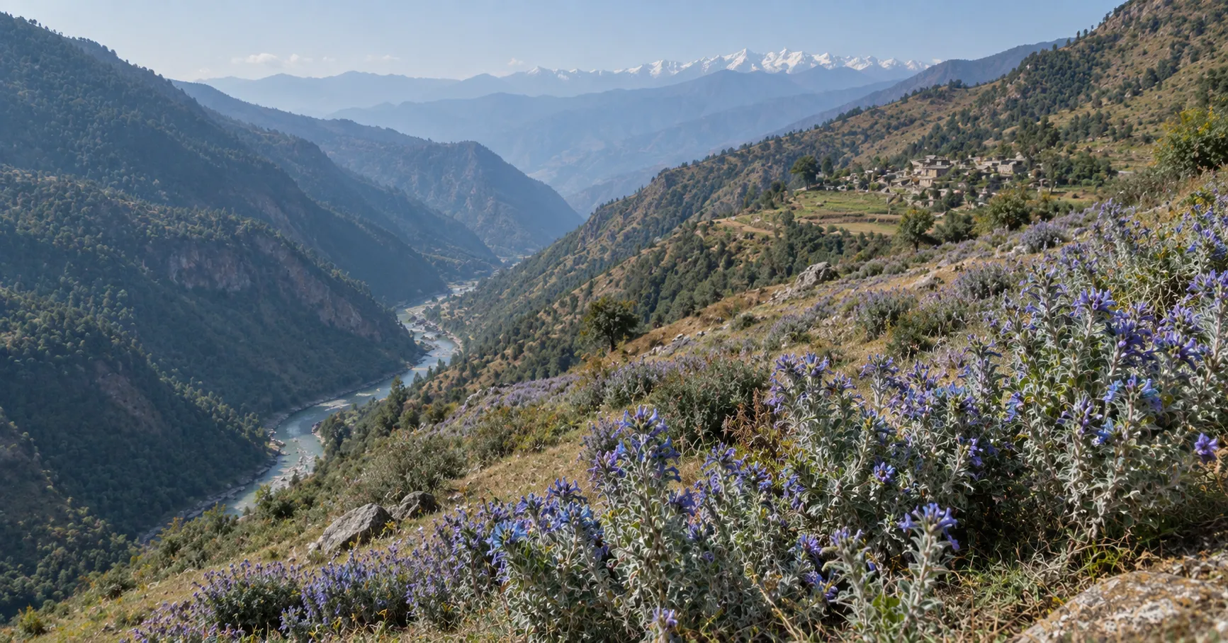 Kandali shrub with blue-violet funnel flowers and white woolly lower stems, labelled with height and bloom season